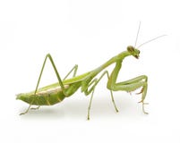 Preying Mantis Insect