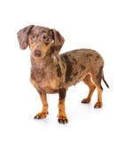 prickig bäverskinnhund Royaltyfria Foton prickig bäverskinnhund Royaltyfria Foton