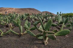 Prickly pear, opuntia cactus garden in Lanzarote stock image Prickly pear, opuntia cactus garden in Lanzarote stock image