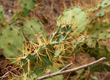 Prickly Pear Or Opuntia Cactus In Portugal stock image Prickly Pear Or Opuntia Cactus In Portugal stock image