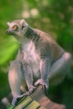 primats qui aime le soleil Anneau-coupés la queue de lémur s'asseyant parmi des arbres images libres de droits primats qui aime le soleil Anneau-coupés la queue de lémur s'asseyant parmi des arbres images libres de droits