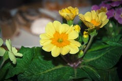 Primavera amarillo-naranja con las hojas imagen de archivo libre de regalías Primavera amarillo-naranja con las hojas imagen de archivo libre de regalías