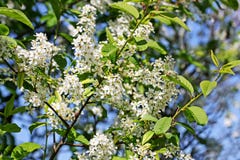 Primavera Cherry Blossom Immagine Stock Libera da Diritti Primavera Cherry Blossom Immagine Stock Libera da Diritti