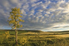 primavera Entre Apulia e Basilicata: paisagem montanhosa com campos de milho verdes Italy imagens de stock primavera Entre Apulia e Basilicata: paisagem montanhosa com campos de milho verdes Italy imagens de stock