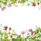 Primavera, giardino di estate: fiori, erba, erbe, farfalle Reticolo floreale watercolor immagine stock libera da diritti Primavera, giardino di estate: fiori, erba, erbe, farfalle Reticolo floreale watercolor immagine stock libera da diritti
