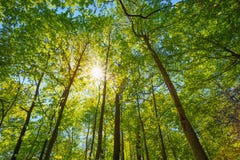Primavera Sun que brilla a través del toldo de árboles altos fotografía de archivo libre de regalías Primavera Sun que brilla a través del toldo de árboles altos fotografía de archivo libre de regalías