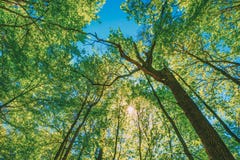 Primavera Sun que brilla a través del toldo de árboles altos Ramificaciones superiores del árbol imágenes de archivo libres de regalías Primavera Sun que brilla a través del toldo de árboles altos Ramificaciones superiores del árbol imágenes de archivo libres de regalías