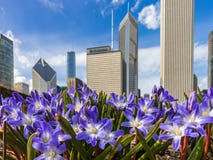 Primavera temprana en Chicago céntrica foto de archivo libre de regalías Primavera temprana en Chicago céntrica foto de archivo libre de regalías