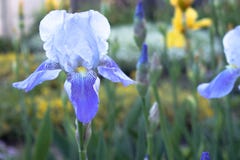 Primer azul de las flores del iris en un fondo verde del jardín las flores del iris crecen en el jardín imagenes de archivo Primer azul de las flores del iris en un fondo verde del jardín las flores del iris crecen en el jardín imagenes de archivo