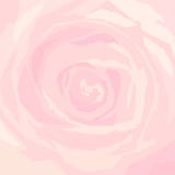 Primer color de rosa rosado del fondo libre illustration Primer color de rosa rosado del fondo libre illustration