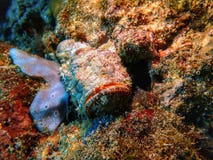 Primer con el mundo peligroso del submarino del Stonefish en Sabah, Borneo foto de archivo Primer con el mundo peligroso del submarino del Stonefish en Sabah, Borneo foto de archivo