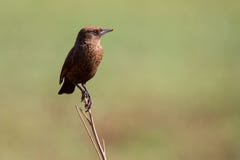 Primer de Ant Eating Chat que se sienta en una perca con el fondo verde suave imagen de archivo libre de regalías Primer de Ant Eating Chat que se sienta en una perca con el fondo verde suave imagen de archivo libre de regalías