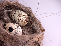 Primer de huevos en jerarquía imágenes de archivo libres de regalías Primer de huevos en jerarquía imágenes de archivo libres de regalías