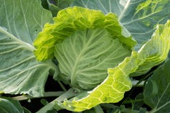 Primer de la col fresca el huerto Verduras orgánicas crecientes Los granjeros producen la col Imagenes de archivo Primer de la col fresca el huerto Verduras orgánicas crecientes Los granjeros producen la col Imagenes de archivo