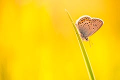 Primer de la naturaleza, flores del verano y mariposa hermosos bajo luz del sol Fondo tranquilo de la naturaleza Fotografía de archivo libre de regalías Primer de la naturaleza, flores del verano y mariposa hermosos bajo luz del sol Fondo tranquilo de la naturaleza Fotografía de archivo libre de regalías