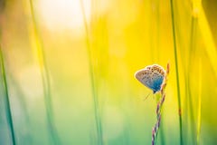 Primer de la naturaleza, flores del verano y mariposa hermosos bajo luz del sol Fondo tranquilo de la naturaleza Fotografía de archivo libre de regalías Primer de la naturaleza, flores del verano y mariposa hermosos bajo luz del sol Fondo tranquilo de la naturaleza Fotografía de archivo libre de regalías