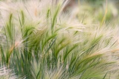 Primer de un estípite plumoso hermoso con una falta de definición de la hierba verde como fondo Concepto abstracto frío relajante imagen de archivo Primer de un estípite plumoso hermoso con una falta de definición de la hierba verde como fondo Concepto abstracto frío relajante imagen de archivo
