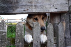 Primer de un perro guardián lindo que empuja su cabeza y patas a través de una cerca de madera y de las miradas lejos que aguarda fotografía de archivo libre de regalías Primer de un perro guardián lindo que empuja su cabeza y patas a través de una cerca de madera y de las miradas lejos que aguarda fotografía de archivo libre de regalías