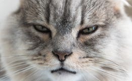 Primer de una cara felina rayada joven gato soñoliento gris Perro pastor fotos de archivo libres de regalías Primer de una cara felina rayada joven gato soñoliento gris Perro pastor fotos de archivo libres de regalías