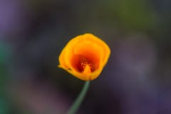 Primer de una flor anaranjada floreciente hermosa del tulipán fotografía de archivo Primer de una flor anaranjada floreciente hermosa del tulipán fotografía de archivo