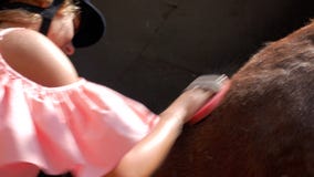 Primer de una muchacha en un casco que monta con un cepillo especial, peinando su caballo joven marrón 4K v?deo 4K almacen de metraje de vídeo Primer de una muchacha en un casco que monta con un cepillo especial, peinando su caballo joven marrón 4K v?deo 4K almacen de metraje de vídeo