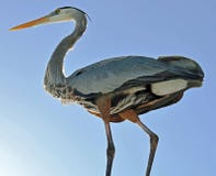 Primer del bajo vientre de una gran garza azul iluminado por el sol de la esquina de parte inferior izquierda foto de archivo Primer del bajo vientre de una gran garza azul iluminado por el sol de la esquina de parte inferior izquierda foto de archivo