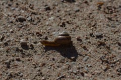 Primer del caracol de Brown que se arrastra en un día soleado fotos de archivo libres de regalías Primer del caracol de Brown que se arrastra en un día soleado fotos de archivo libres de regalías