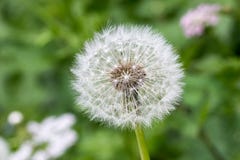 Primer del diente de león común de las frutas maduras - officinale del taraxacum fotos de archivo libres de regalías Primer del diente de león común de las frutas maduras - officinale del taraxacum fotos de archivo libres de regalías