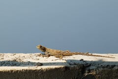 Primer del lagarto femenino del Agama encima de la pared contra el cielo foto de archivo Primer del lagarto femenino del Agama encima de la pared contra el cielo foto de archivo