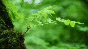 Primer del musgo verde grueso en el bosque en un tronco de árbol grueso Verde saturado Mirada de la cámara almacen de video Primer del musgo verde grueso en el bosque en un tronco de árbol grueso Verde saturado Mirada de la cámara almacen de video