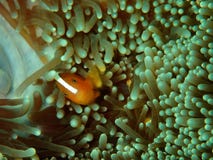 Primer y tiro macro del perideraion del Amphiprion, de los clownfish rosados de la mofeta o de los anemonefish rosados en Tunku A fotos de archivo Primer y tiro macro del perideraion del Amphiprion, de los clownfish rosados de la mofeta o de los anemonefish rosados en Tunku A fotos de archivo