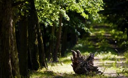 Primeval Forest Royalty Free Stock Photos