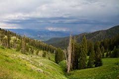 Primeval forest at Tetonia Stock Image Primeval forest at Tetonia Stock Image