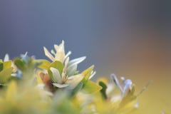 Primo piano Bella vista delle foglie verdi su fondo vago fotografie stock libere da diritti Primo piano Bella vista delle foglie verdi su fondo vago fotografie stock libere da diritti