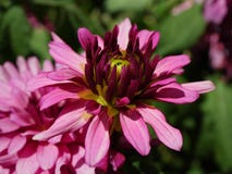 Primo piano del fiore dentellare immagini stock libere da diritti Primo piano del fiore dentellare immagini stock libere da diritti