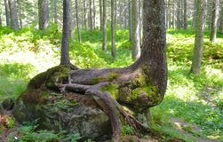 Primo piano del tronco di albero con le radici e la corteccia Immagini Stock Primo piano del tronco di albero con le radici e la corteccia Immagini Stock