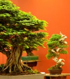 Primo piano dell'albero dei bonsai con fondo rosso 2 fotografie stock Primo piano dell'albero dei bonsai con fondo rosso 2 fotografie stock