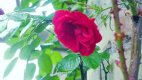 Primo piano della rosa rossa su un fondo di un muro di mattoni stock footage Primo piano della rosa rossa su un fondo di un muro di mattoni stock footage