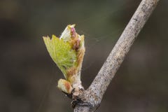 Primo piano della vigna germogliante immagini stock libere da diritti Primo piano della vigna germogliante immagini stock libere da diritti