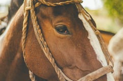 Primo piano di bello cavallo domato immagini stock libere da diritti Primo piano di bello cavallo domato immagini stock libere da diritti