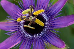 Primo piano di un fiore porpora di passione immagine stock libera da diritti Primo piano di un fiore porpora di passione immagine stock libera da diritti