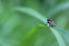 Primo piano di una mosca su una foglia verde fotografia stock libera da diritti Primo piano di una mosca su una foglia verde fotografia stock libera da diritti