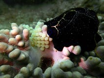 Primo piano e macro conchiglia sparata con le uova, la bellezza del mondo subacqueo che si tuffa Sabah, Borneo fotografia stock libera da diritti Primo piano e macro conchiglia sparata con le uova, la bellezza del mondo subacqueo che si tuffa Sabah, Borneo fotografia stock libera da diritti