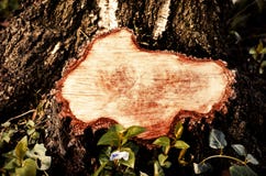 Primo piano su un ceppo di un albero abbattuto Ceppo dopo rimozione della diga immagine stock Primo piano su un ceppo di un albero abbattuto Ceppo dopo rimozione della diga immagine stock