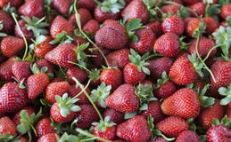 Primo piano succoso maturo delle fragole Grande fondo per un inceppamento dell'etichetta, inceppamento della bacca, succo della f Fotografia Stock Primo piano succoso maturo delle fragole Grande fondo per un inceppamento dell'etichetta, inceppamento della bacca, succo della f Fotografia Stock