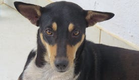 Primo piano sveglio adorabile divertente del cane di animale domestico immagini stock Primo piano sveglio adorabile divertente del cane di animale domestico immagini stock
