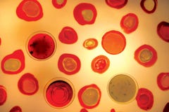 Primordial soup. royalty free stock image Primordial soup. royalty free stock image