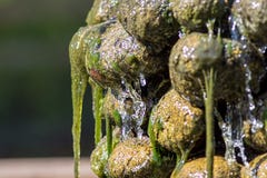 Primordial soup. Slippery green algae covered waterfall garden f. Eature. Water and slime running off rocks. Life on earth nature image in close up stock photo Primordial soup. Slippery green algae covered waterfall garden f. Eature. Water and slime running off rocks. Life on earth nature image in close up stock photo