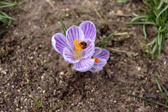 Primroses flowering crocus and bee. One of the very first flowers to spring. The warm rays of spring.Blurred background. royalty free stock image Primroses flowering crocus and bee. One of the very first flowers to spring. The warm rays of spring.Blurred background. royalty free stock image