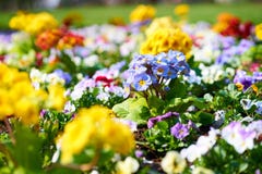 Primroses στο άνθος στοκ φωτογραφία Primroses στο άνθος στοκ φωτογραφία